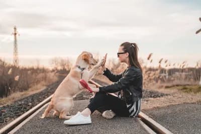 Passeggiata cane