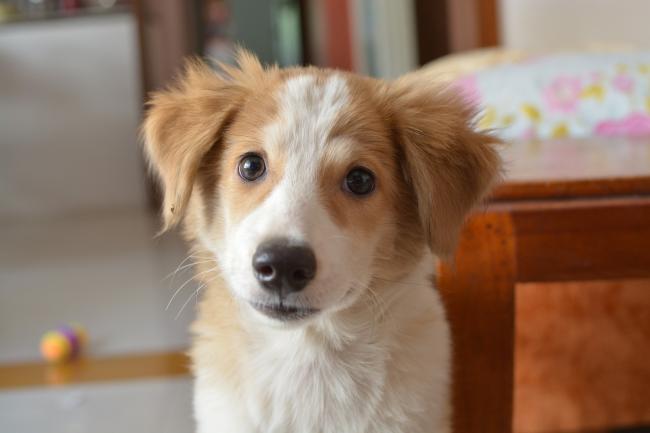 Lascia il suo cane in una pensione: guardando la telecamera