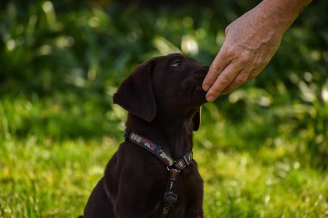 Scegliere il dog sitter giusto