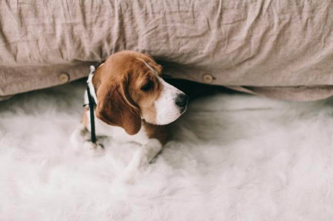 Nervous beagle hiding under pillow